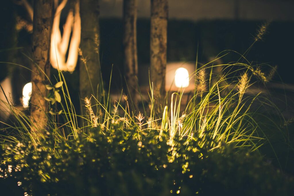 close up photography of grass at night
